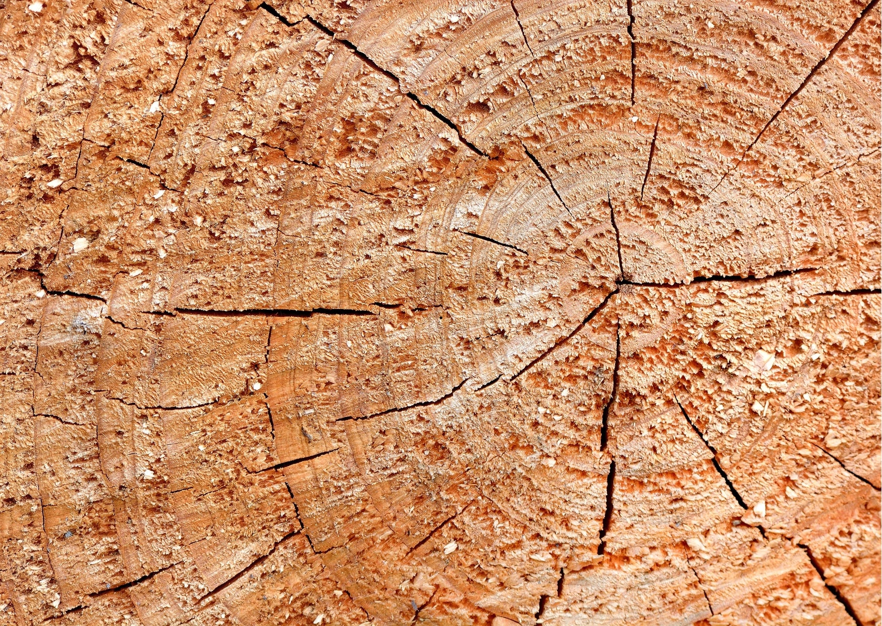 Smoked Cedar & Bergamot